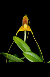 Masdevallia ivanii 'Windflower' CBR